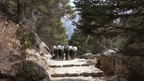 pangboche, nepal - march 13, 2022: yaks walking on a trail in the himalayan mountains on the way to everest base camp