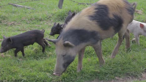 farm pigs coming around in a field