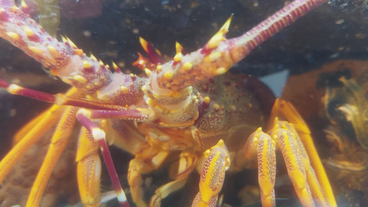 Close up of a crayfish feeding in a shallow rock pool