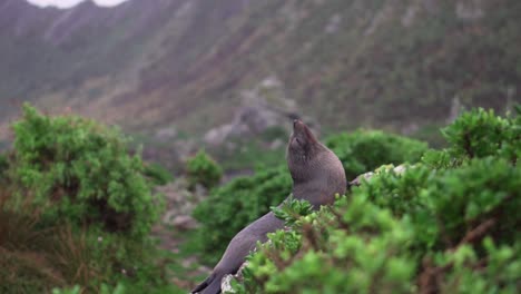 Freche-Robbe,-Die-Ihren-Kopf-Dreht,-Um-In-Die-Kamera-Zu-Schauen,-Während-Sie-Auf-Einem-Felsen-Sitzt,-Der-Von-Grünen-Pflanzen-Auf-Einer-Tropischen-Insel-Umgeben-Ist