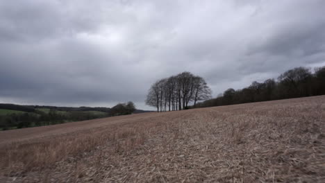 gehen sie mit normaler geschwindigkeit auf einem offenen feld auf einen baum zu