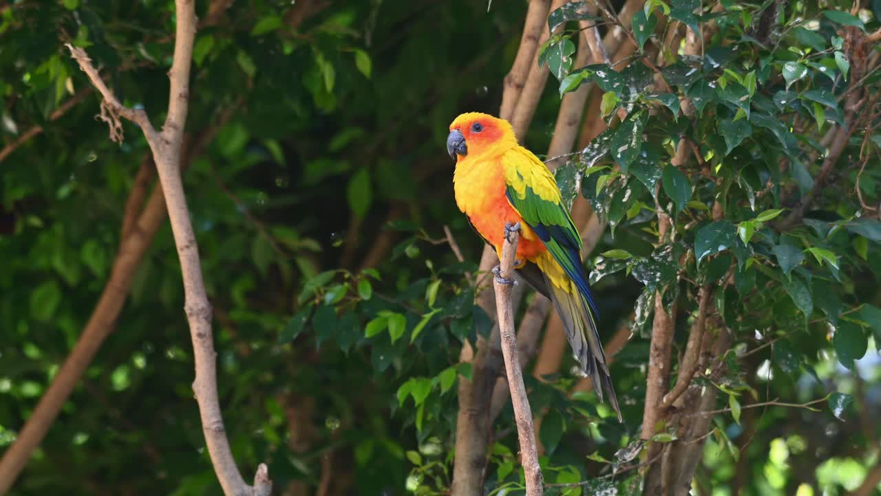 conure solar, perico solar, aratinga solstitiali, imágenes de 4k de un loro encontrado en américa del sur