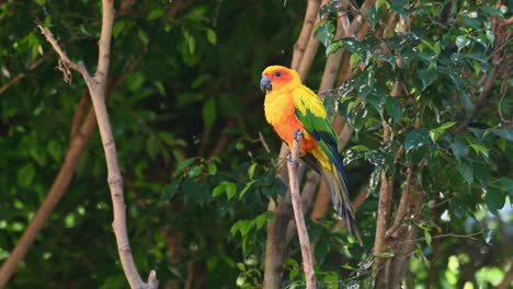 Conure-Solar,-Perico-Solar,-Aratinga-Solstitiali,-Imágenes-De-4k-De-Un-Loro-Encontrado-En-América-Del-Sur