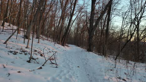 winter forest path