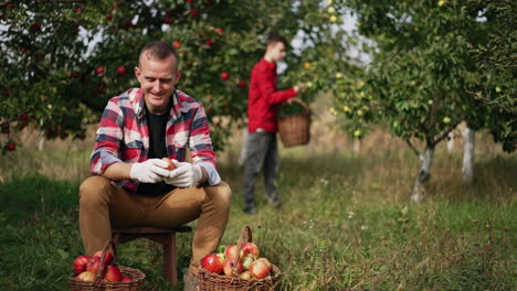 smiling happy man in chequered shirt sorting apples in the baskets sitting on a little stool in the garden. teenage boy gathers apples from tree at backdrop in blur. sunny day in the garden on harvest season.