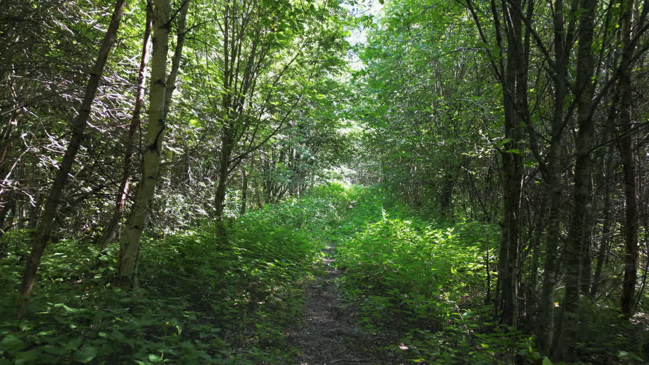 겨울에서 여름으로의 계절 전환, 핀란드 숲길 걷기