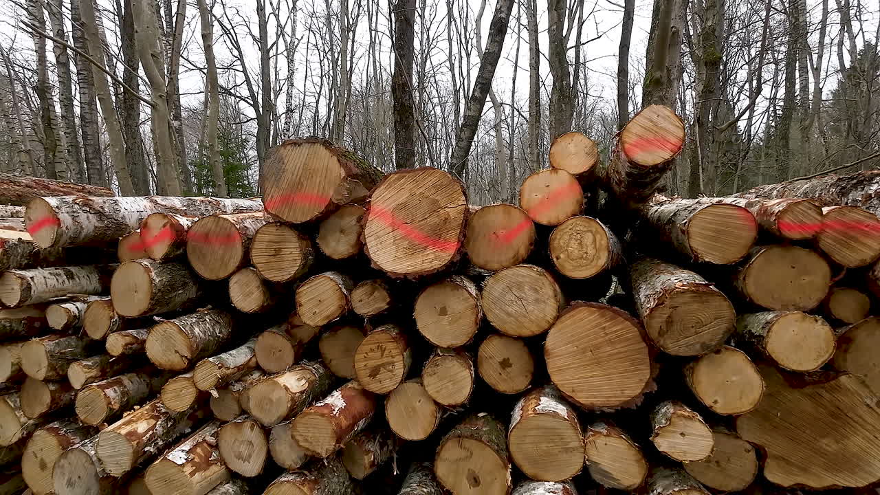 숲에 쌓인 나무 줄기, 상업용 목재 산업