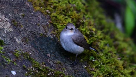 Taiga-Flycatcher,-Female,