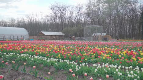 Large-colorful-tulip-field,-wide-establishing-shot