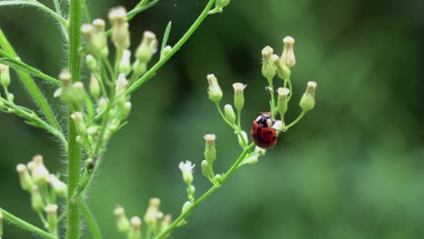 Una-Mariquita-Comiendo-Pulgones-De-Una-Planta-Al-Aire-Libre