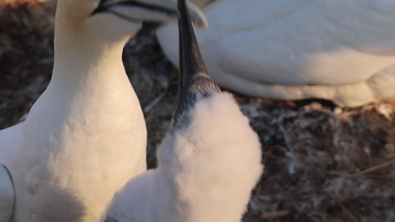 Northern gannets – Morus bassanus - on the red cliffs of the German offshore island of Heligoland, Schleswig Holstein, Germany, Europe