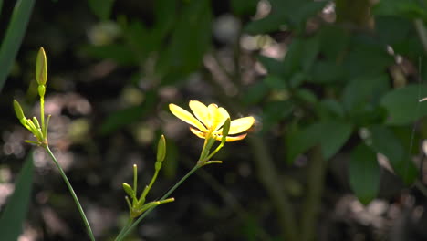 a slow motion shot of two honey bees gathering nectar at a flower and flying off at the singapore botanic gardens