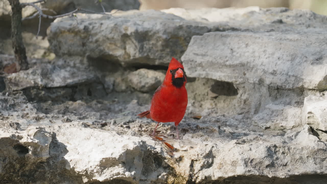 A Northern Cardinal perches on a large rock and flies away - Cardinalis cardinalis