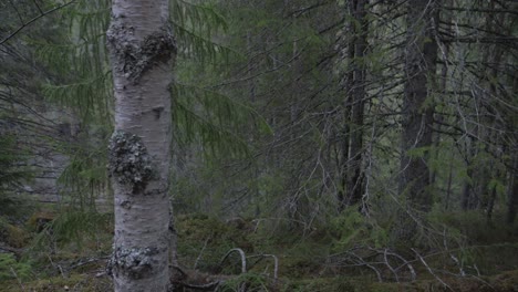 bosque místico en noruega, cámara lenta