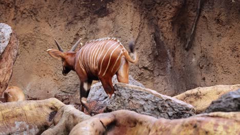 El-Bongo---Tragelaphus-Eurycerus---Un-Ungulado-Del-Bosque-Nocturno-Herbívoro-Con-Un-Llamativo-Pelaje-Marrón-Rojizo-Y-Cuernos-En-Espiral