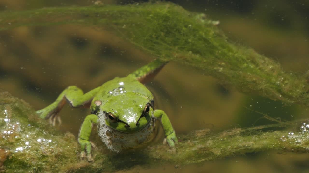 Close Up Of Wild Green Tree Frog In Water Looking Into Camera Then Swimming Away In Slow Motion
