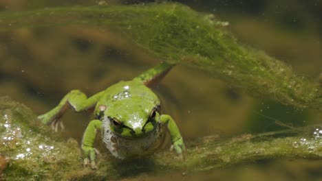 close up of wild green tree frog in water looking into camera then swimming away in slow motion