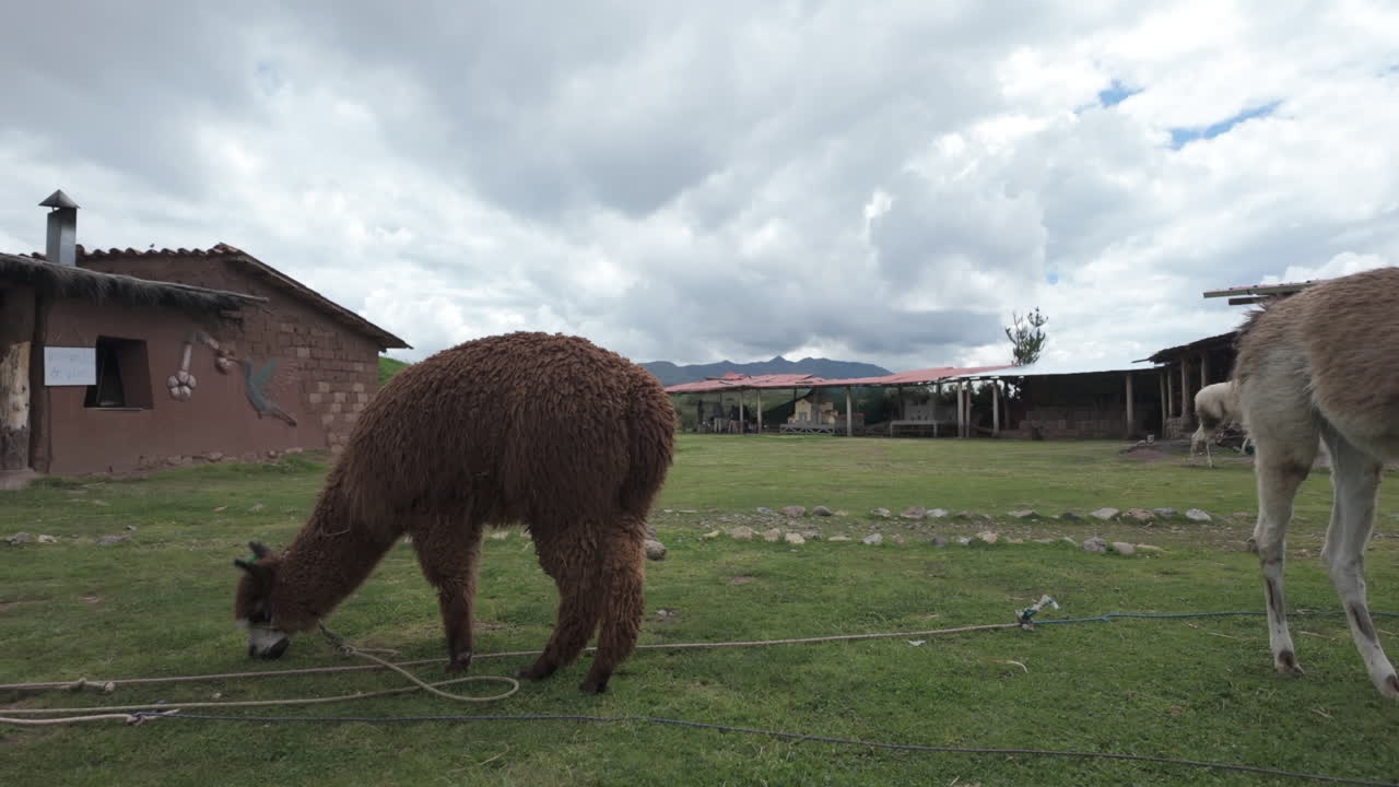 Slow motion video of llamas and alpacas grazing on the green terraces of Machu Picchu Peru