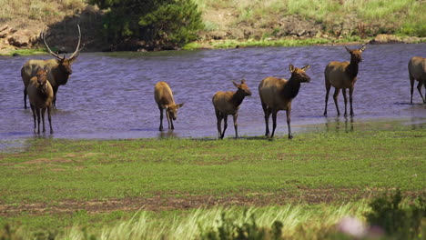 male elk buck stag herding his calf and cows through water slow motion 30fps