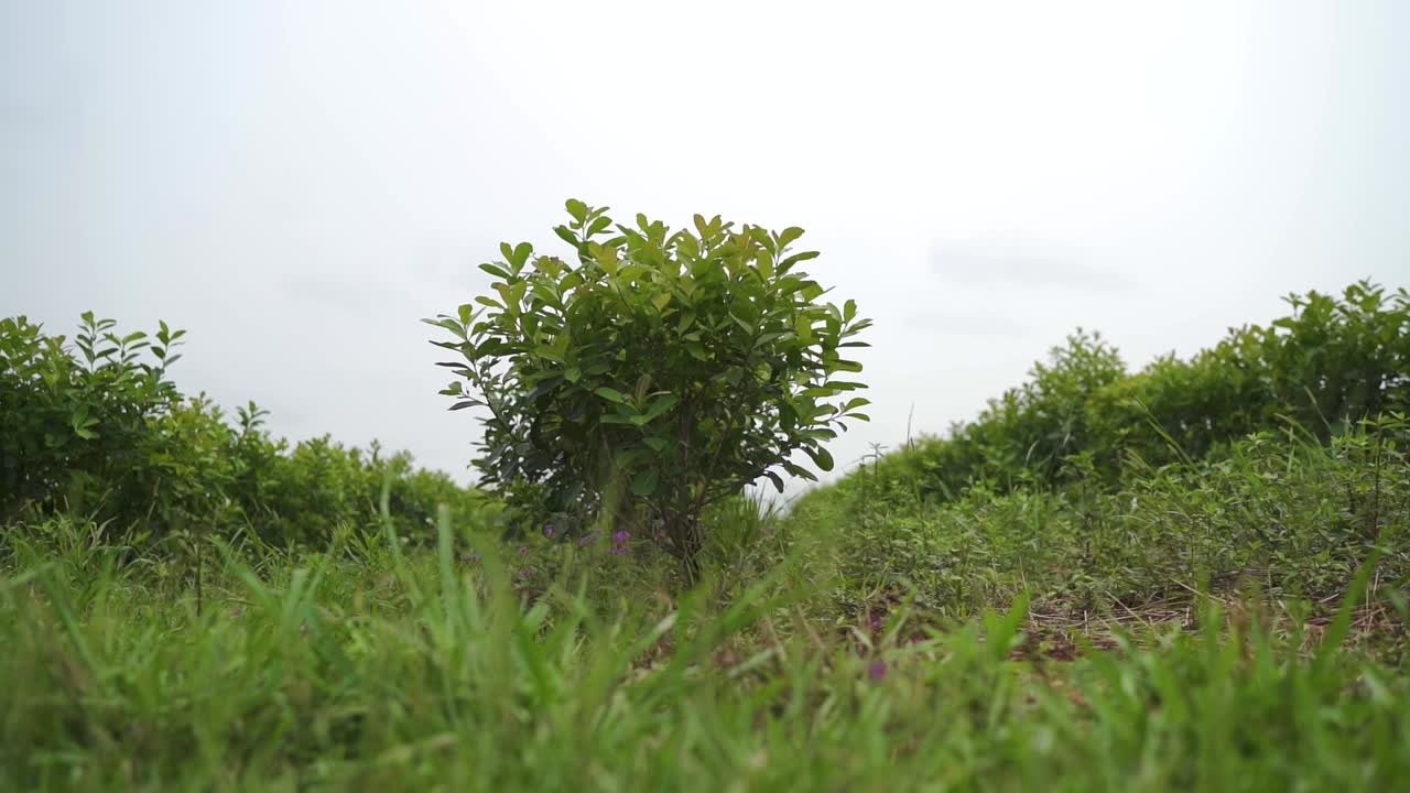 Vue rapprochée de l'arbre fruitier de yerba maté en agroforesterie
