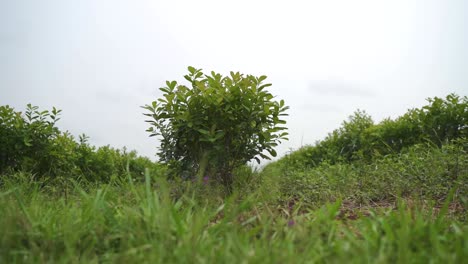 close up view of the fruit tree yerba mate agroforestry