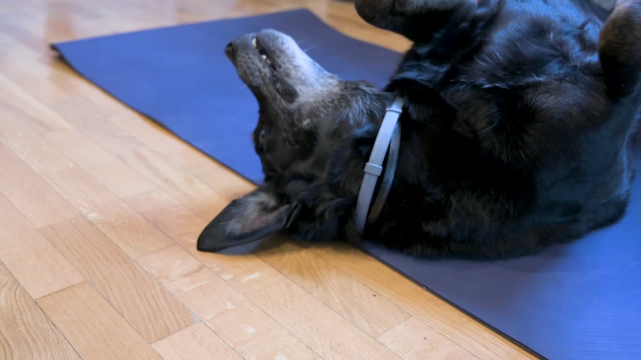 A senior black Labrador dog on a blue yoga mat as it playfully rolls for attention and cuteness