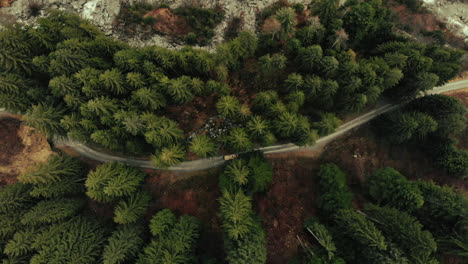 vista aérea de una carretera sinuosa a través de un bosque de montaña