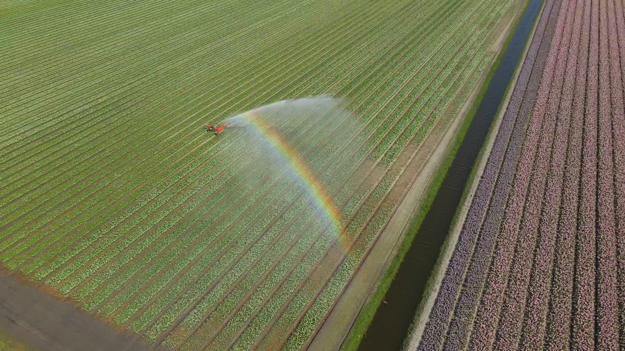 Irrigatori che annaffiano campi di tulipani vivaci dall'alto, Keukenhof, Paesi Bassi