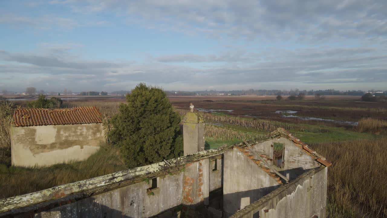 королевский коршун ловит тепло восходящего солнца