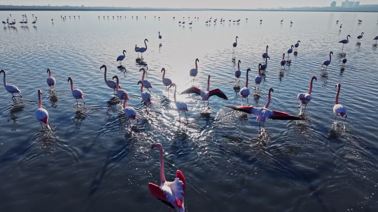 Flamingos taking off from shallow water at sunrise near wetland area