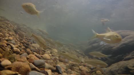 Der-Kaeng-Krachan-Nationalpark-Ist-Die-Heimat-Vieler-Fantastischer-Wildtiere-Und-Die-Bäche-Sind-Eine-Lebensquelle-Für-Frisches-Wasser,-Das-Tiere-Trinken-Und-Fische-Herumschwimmen-Können