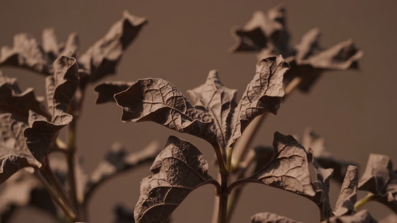 Close-up of Dried Plant Leaves