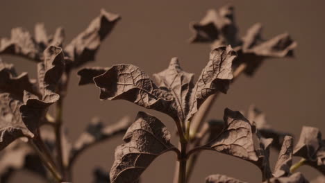 close-up of dried plant leaves
