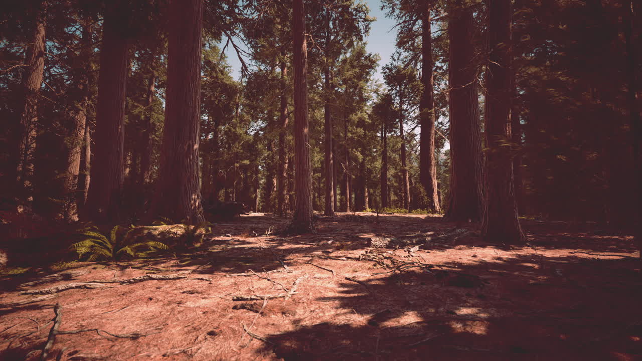 마리포사 그로브 의 세 ⁇ 이아 들 에서 이른 아침 의  ⁇ 빛