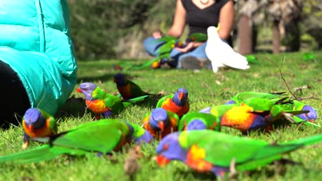 4x-Slow-Motion-Australian-Rainbow-Lorikeet-Feeding-On-Grass