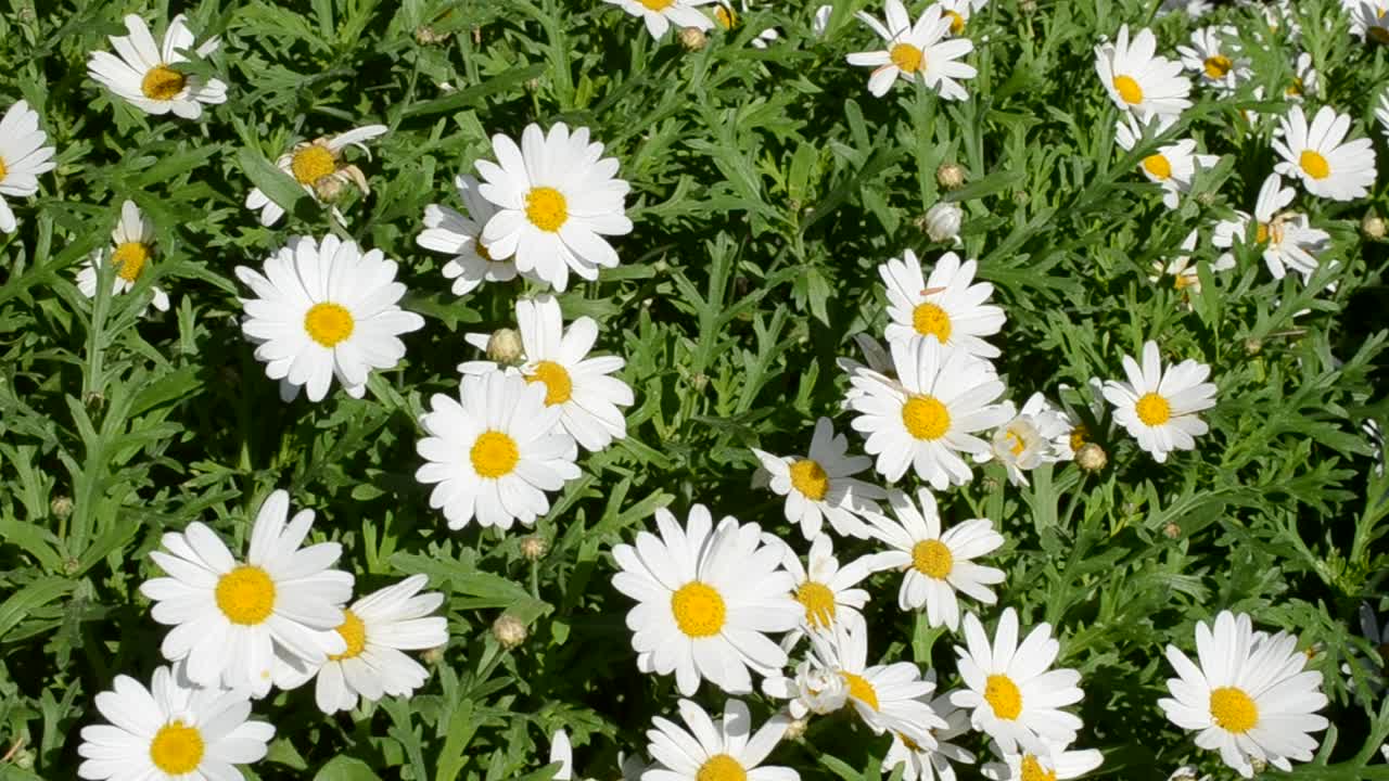 Primo piano di un campo di camomilla soleggiato
