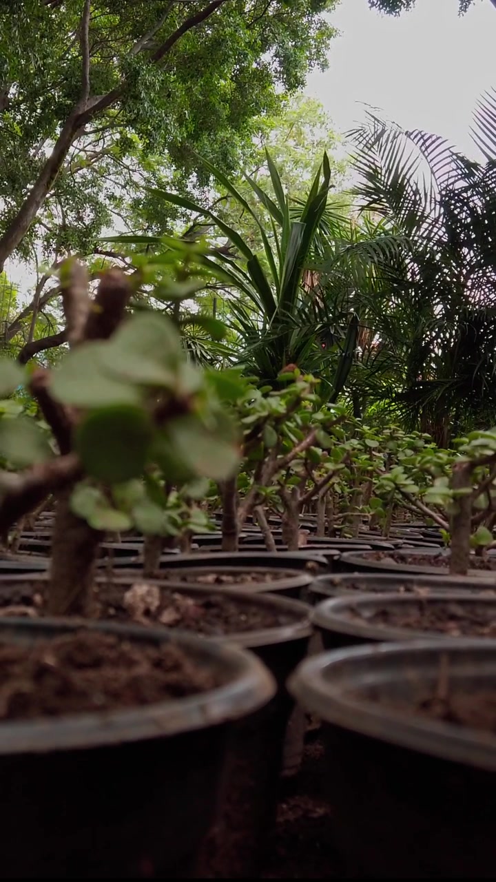 Tangkapan jarak dekat yang menjauh dari beberapa bibit hijau dalam pot hitam di pembibitan taman