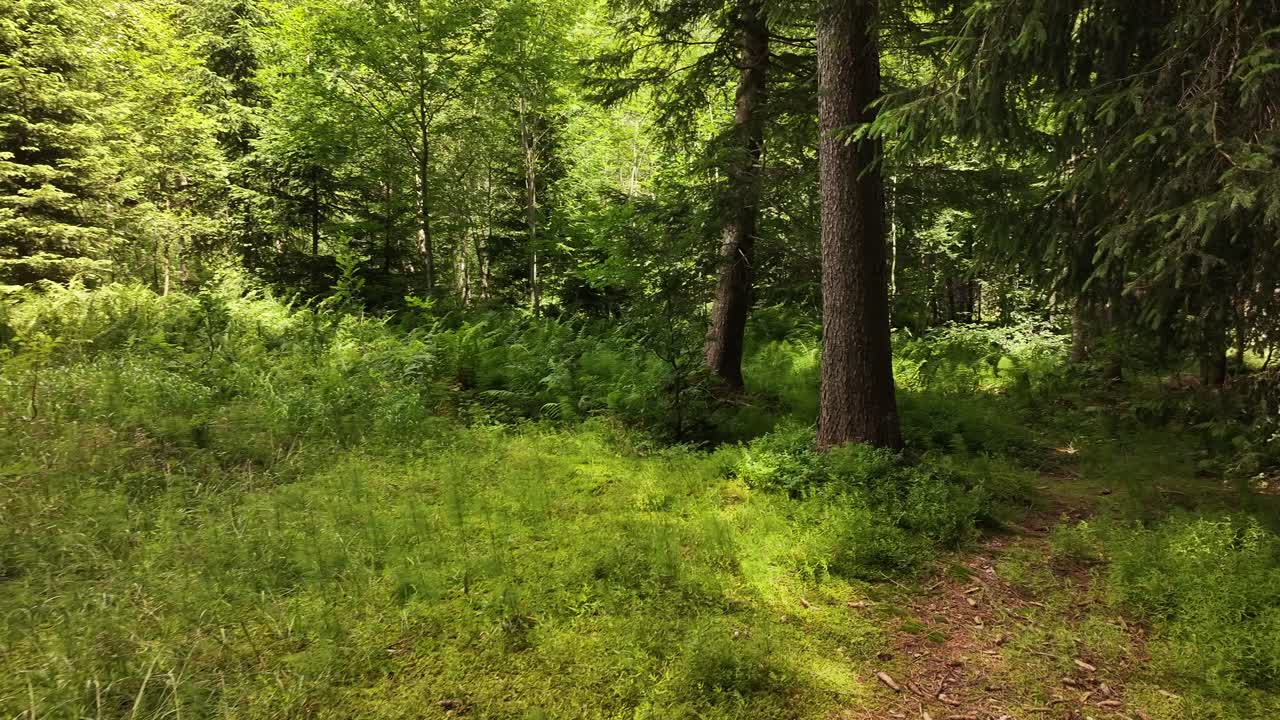 Ensom skovsti omgivet af tætte grønne træer, der fremkalder isolation, udforskning og forbindelse med uberørt natur