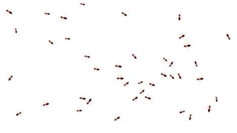 línea de hormigas obreras marchando en busca de comida en animación de fondo blanco.