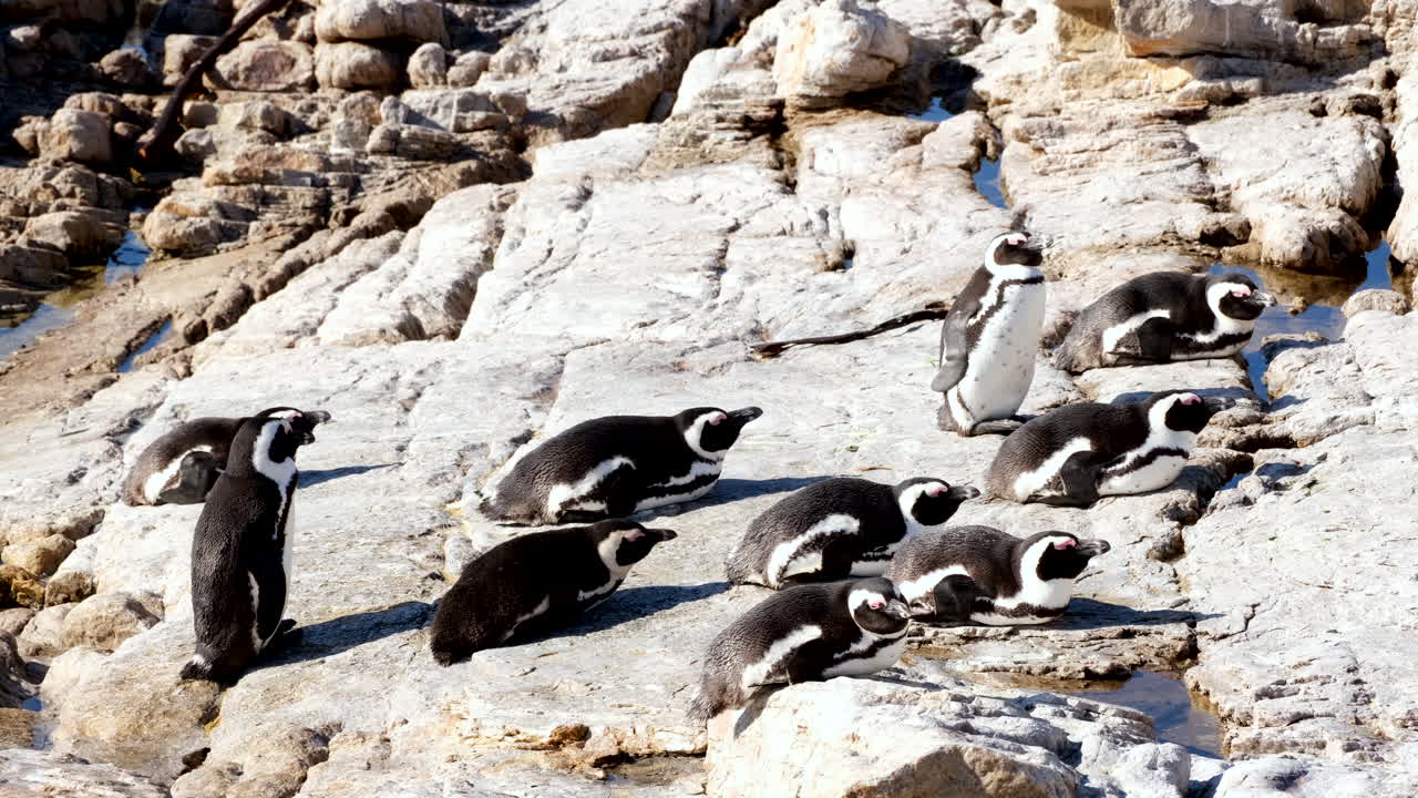 Black-footed Jackass penguins lying on coastal rocks sunning themselves