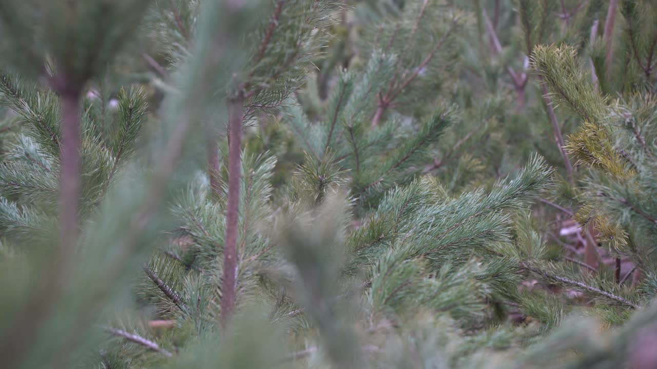 겨울 시즌 야외 휴일 상록색 크리스마스 나무 소나무 가지 눈과 떨어지는 눈송이로  ⁇ 여, 수평, 복사 공간