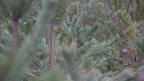 temporada de invierno al aire libre vacaciones árboles de navidad de hoja perenne ramas de pino cubiertas de nieve y la caída de copos de nieve, horizontal, espacio de copia