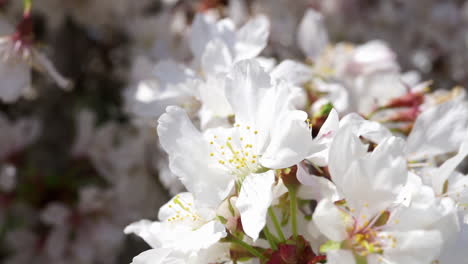 cherry tree blossoms sway in gentle breeze