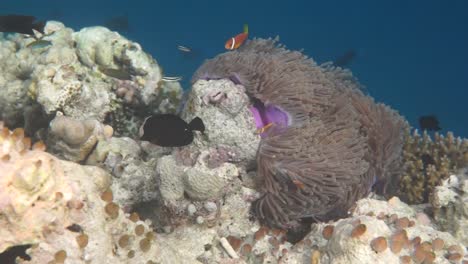 Topical-saltwater-fish-,clownfish---Coral-reef-in-the-Maldives,-Anemonefish