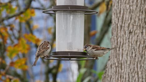 los gorriones se congregan alrededor del comedero para pájaros en otoño