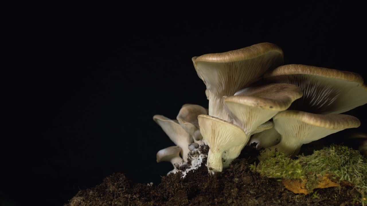 검은 배경에 자생 버섯을 수확하는 여성의 손 가까이