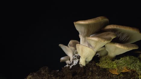 Close-up-of-woman's-hand-harvesting-homegrown-mushroom-on-black-background