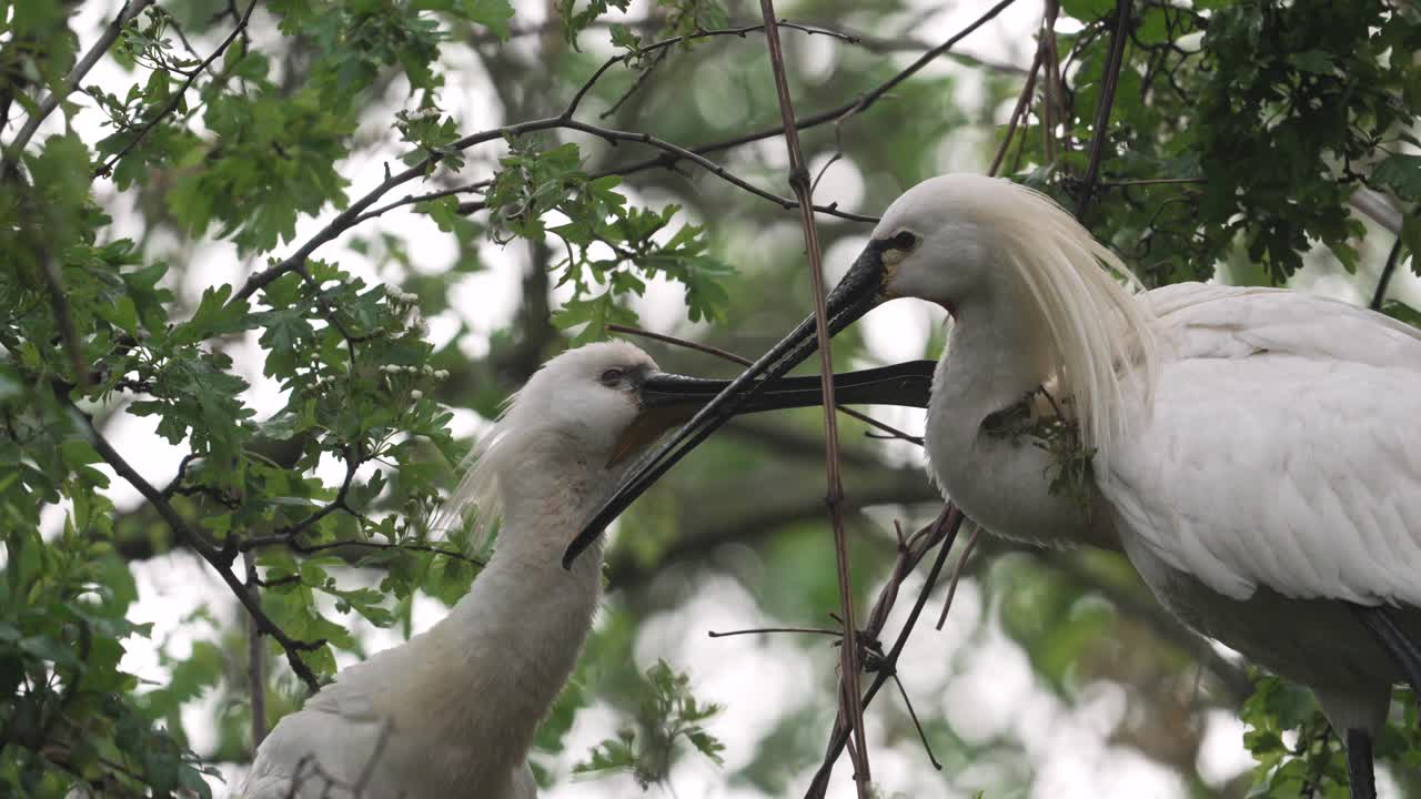 cucharaditas en un árbol