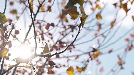 wind swings leaves and paradise apples on branches