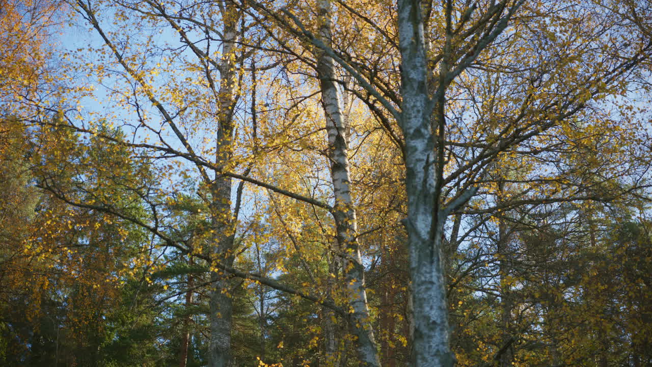 Wide shot of branches and leaves swaying in the wind on a sunny October day
